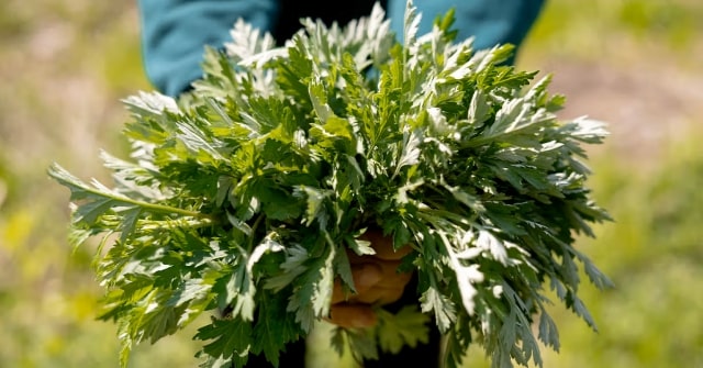 Bà bầu có ăn được ngải cứu không - Khoa học nói gì?