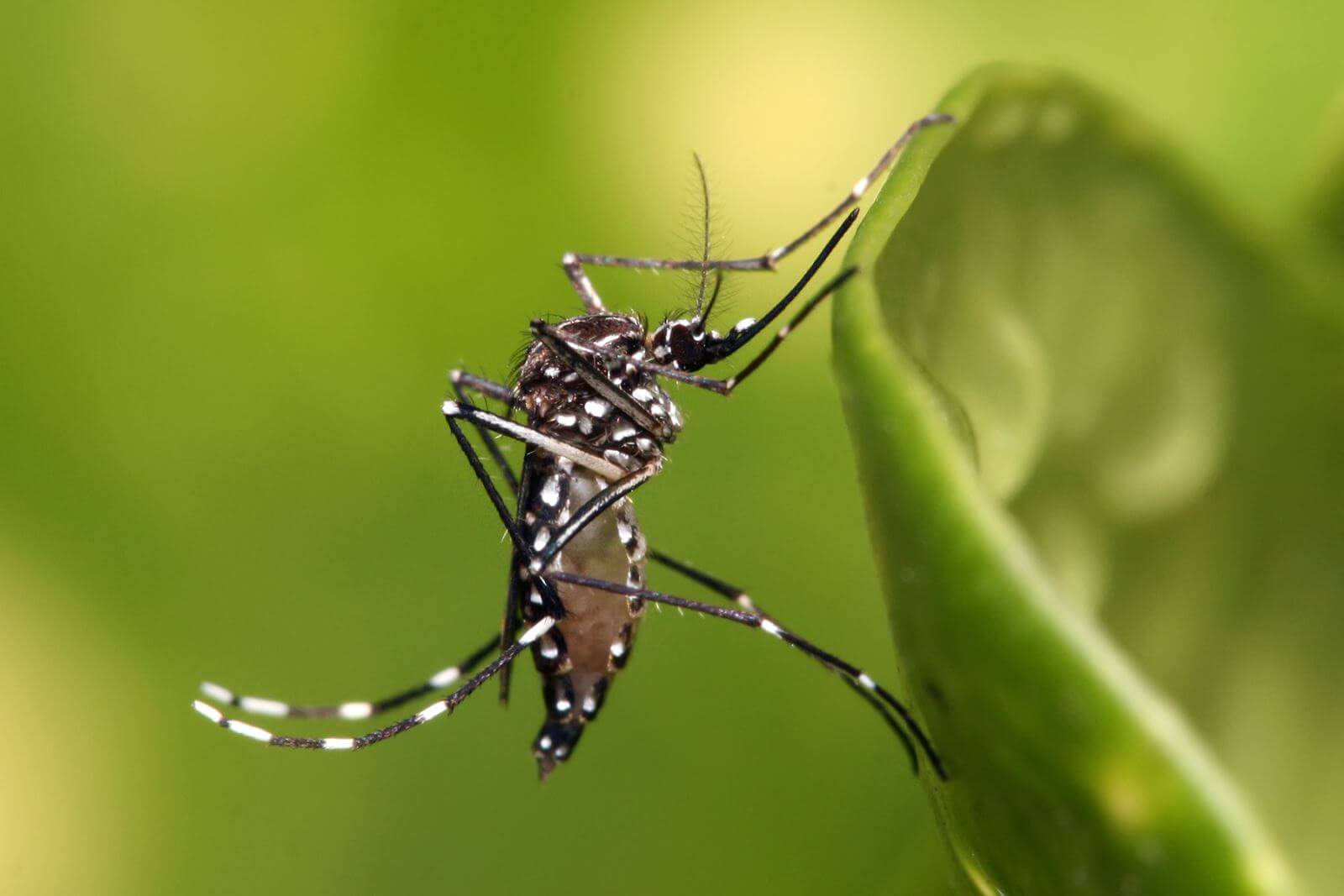 Sốt xuất huyết Dengue và những điều cần biết